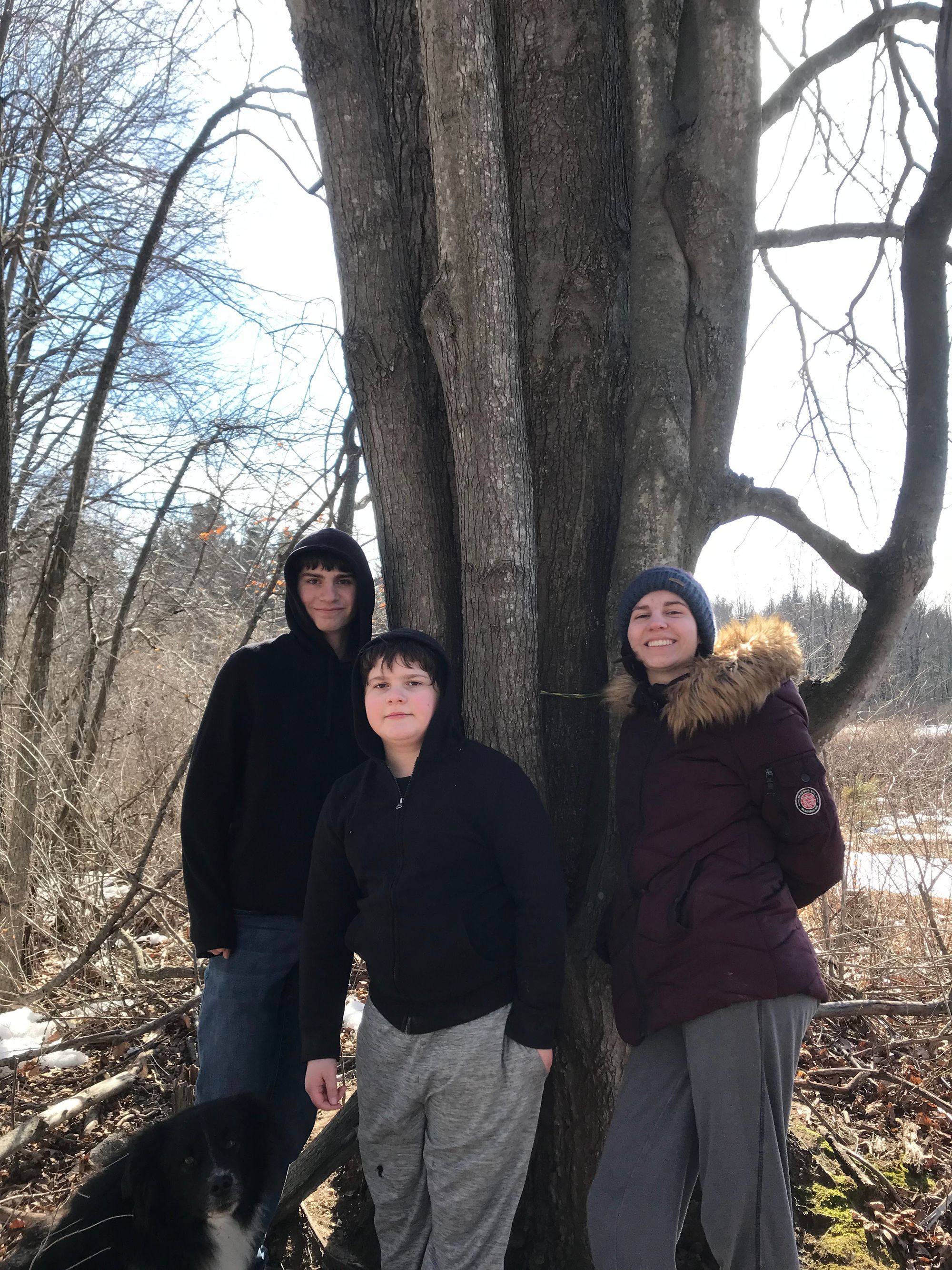 Maple Syrup