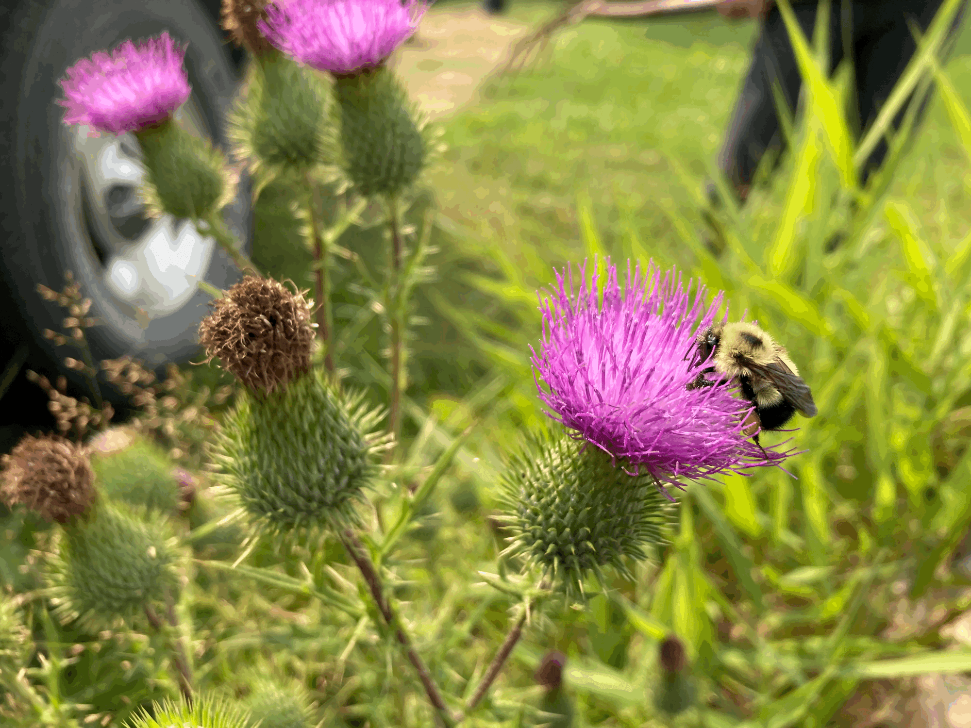 Bowe's Bees