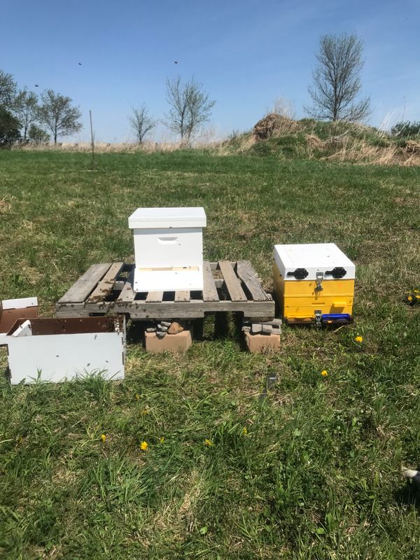 Finally got the bees into their little nook