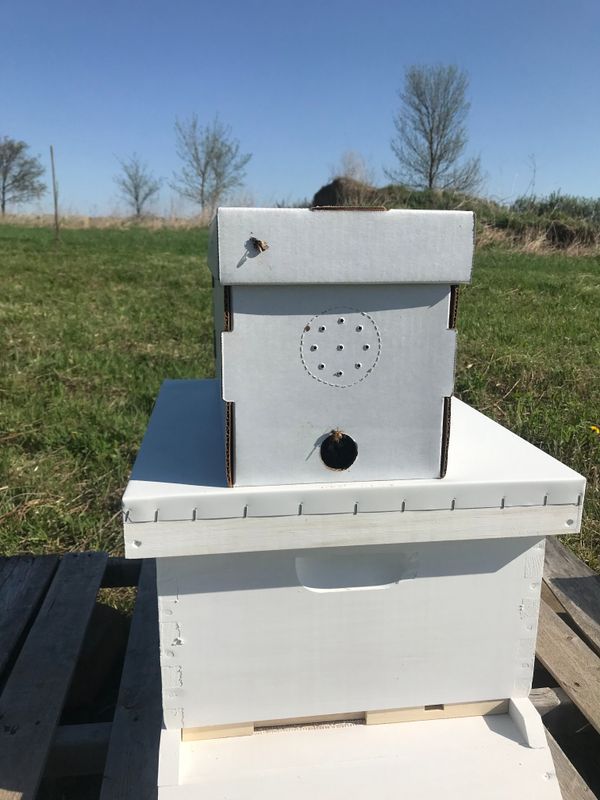Bee Preparation and Transfer