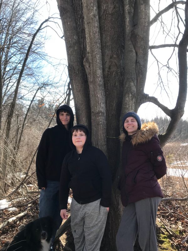 Maple Syrup